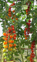copDSC03213.jpg