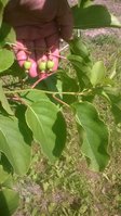 WP_20150706_008.jpg