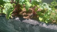 WP_20150706_010.jpg