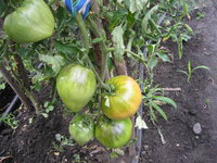 IMG_0494.JPG