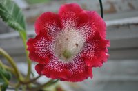 DSC_0349.JPG