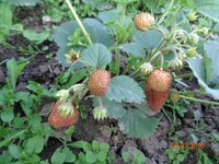 DSC00044.jpg