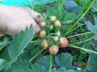 DSC00046.jpg