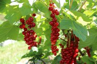 IMG_1232.jpg