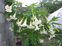 DSCF5518.JPG