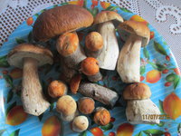 Лесная семейка