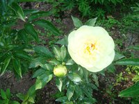 DSC05000 2.jpg