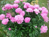 DSC04273 2.jpg