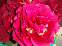 DSC04290 2.jpg