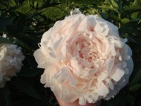 DSC04346 2.jpg