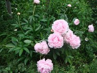 DSC04369 2.jpg