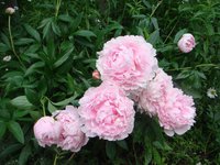 DSC04370 2.jpg