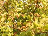 DSCN2246.JPG