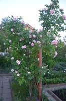 DSC_0009.JPG