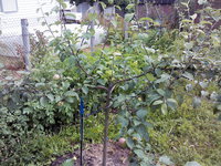 2015-07-08 08-58-38.JPG