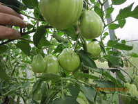 IMG_8784.JPG