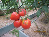 IMG_8772.JPG