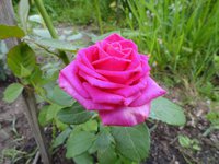 Ланком 5.jpg
