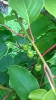 WP_20150727_007.jpg