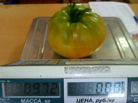 томат Пудовик   вес 972гр..jpg