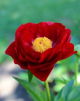 IMG_3904.JPG