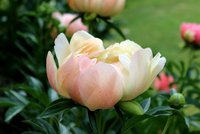 IMG_4436.JPG