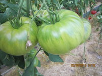 IMG_саратовские.JPG