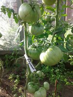 Бабушкино на кусту. еще зеленые