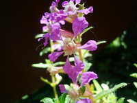 Куфея.JPG