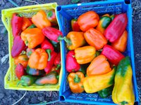 2015-08-14 21.02.55.jpg
