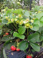 IMG_20150817_181651.jpg