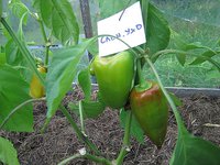 Изображение 043.jpg