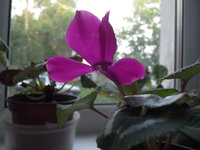 DSCF1424.jpg