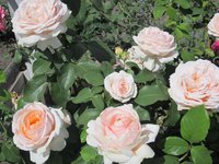 IMG_1972.JPG