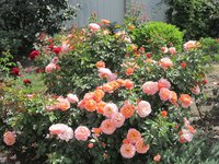 IMG_1984.JPG