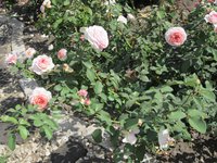 IMG_1968.JPG