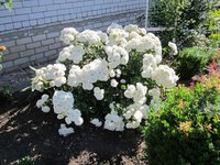 IMG_1817.JPG