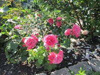 IMG_1818.JPG