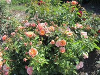 IMG_1823.JPG