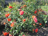 IMG_1829.JPG