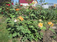 IMG_1830.JPG