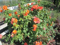 IMG_1843.JPG