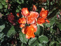 IMG_1845.JPG