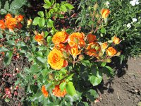 IMG_1846.JPG