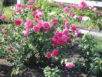 IMG_1851.JPG