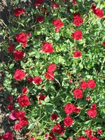 IMG_1854.JPG