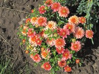 IMG_1980.JPG