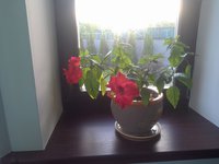 IMG_20150603_190127.jpg