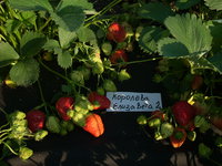 DSCN4385.JPG