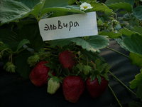 DSCN4420.JPG